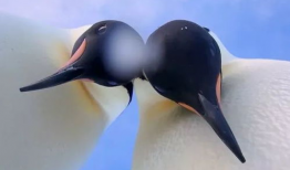 企鹅 视频,捕捉自然之美，探寻极地奥秘